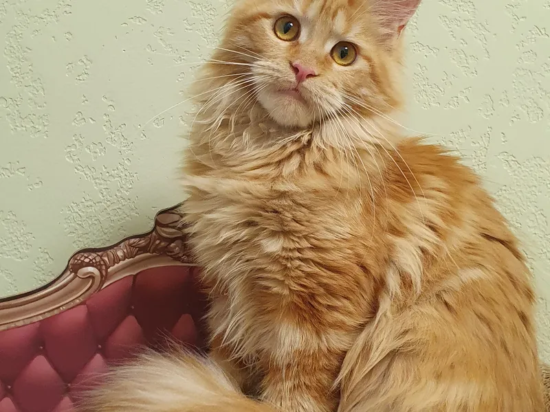 Maine Coon kitten Красный мрамор MCO d 22 Girl