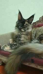 Котенок мейн-кун Черепаховый MCO f  Девочка - фото 3