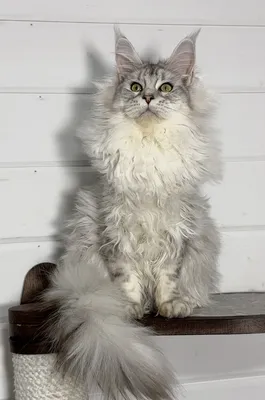 Maine Coon kitten