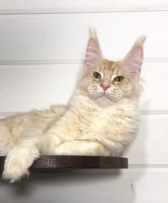 Maine Coon kitten