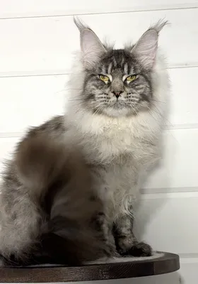 Maine Coon kitten