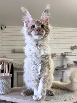 Maine Coon kitten