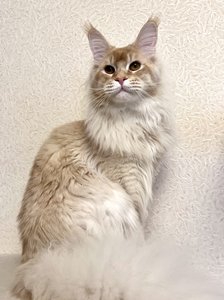 Котенок мейн-кун Красный тикированный  на  серебре MCO ds 25 Мальчик - фото 2