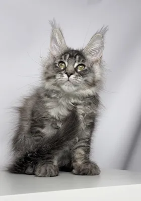 Maine Coon kitten