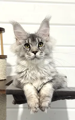Maine Coon kitten