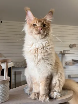 Maine Coon kitten