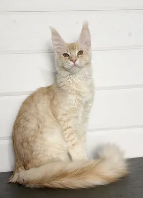Maine Coon kitten