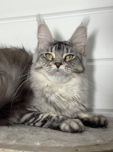 Maine Coon kitten Черный серебрянный тигровый MCO ns 23 Girl - photo 1