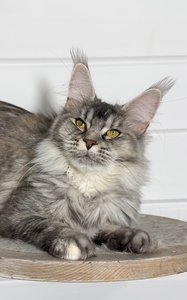 Котенок мейн-кун Черный черепаховый  тикированный  на сербер MCO fs 25 Девочка - фото 1