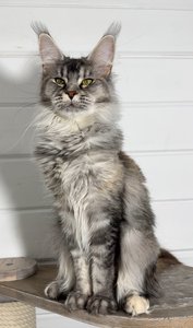 Котенок мейн-кун Черный черепаховый  тикированный  на сербер MCO fs 25 Девочка - фото 3