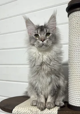 Maine Coon kitten