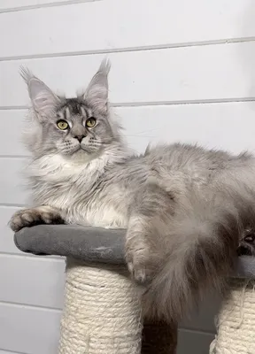 Maine Coon kitten