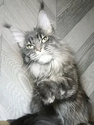 Maine Coon kitten